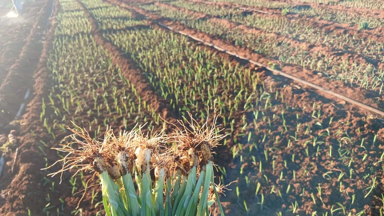 Hand holding uprooted green onions with visible roots over a field of young green onion plants.
