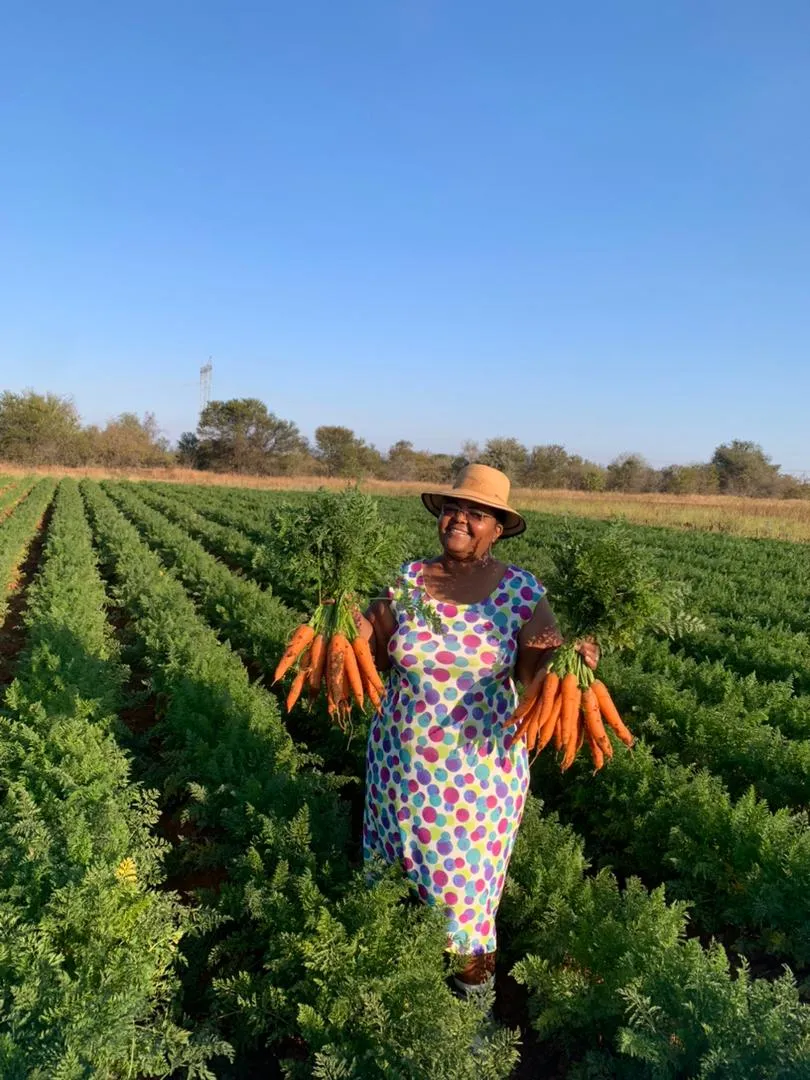 Woman in colorful dress and hat holding bunches of freshly picked carrots in a green farm field.
